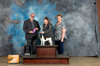 French Bulldog #278 Sun BOWCH Judge Matt Proctor