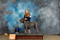 Cane Corso #121 Sat G1 Judge Matthew Proctor