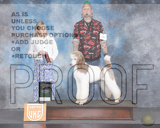 Poodle Standard MC #131 Sat BOW NC Judge Lynn MartinPoodle Standard MC #131 Sat BOW NC Judge Lynn Martin_WP_2804e-UKC Longview TX Aug 2025-HR3