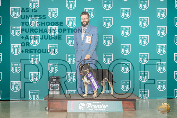 American Bully #778 Fri BOB Judge Tricia TillMJP_4366_Premier2023_HR3