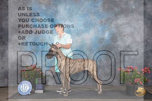 Great Dane #10 Sat OHG2 Judge Karen McFarlane __JP_5341_San Antonio_2024_HR3