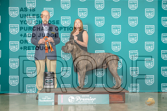 Cane Corso #242 Thur Sat Top 10 BOB Judge Ron Horn-MJP_5133e-Premier2023-HR3