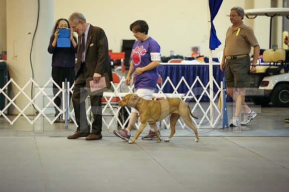 AmStaff-9678-HR300