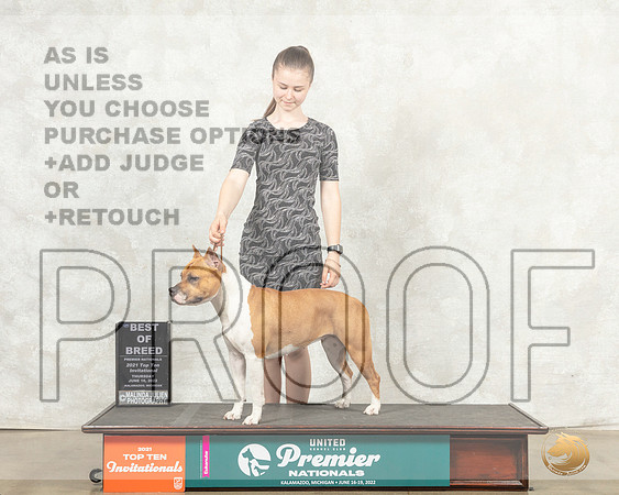 American Pit Bull Terrier #1269 Thur Top10BOB Judge Antonio Raposo__MJ_8401_Premier_2022_HR3
