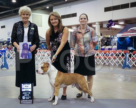 AmStaff-4268-HstnJ13HR