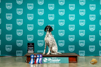 German Shorthaired Pointer #573 Fri TD no judge