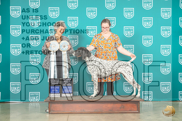 German Shorthaired Pointer #? VetAlt Judge Mary KingMJP_3537_Premier2023_HR3