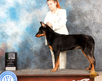 Beauceron #5 Sun RQ
