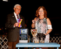 Yorkshire Terrier #8 Sat BOB Barnett Yorkielicious Yorkies Judge Charles Trotter