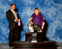 Havanese #8 Fri BOB Tammy Marshall Judge Ricardo Forastieri Gonzalez