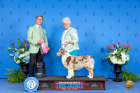 Australian Shepherd #18 THUR OHG1 Judge Douglas Johnson