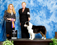 Australian Shepherd #182 Sat S1 ASCA BOB Kym Base Judge Borde Melissa