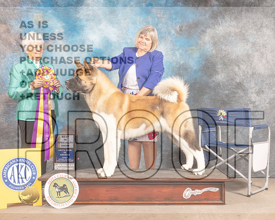 Akita #15 Fri BISS Judge Gloria Kerr-MMJ_7304-FW2022-HR3