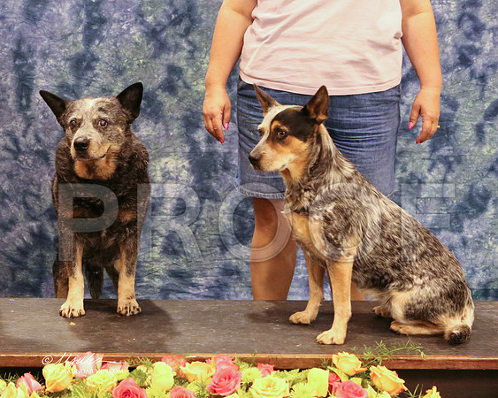 ACD-5781-HR HstnJul13