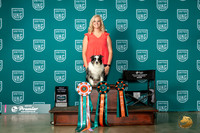 Miniature American Shepherd #573 Thur Jr Paula Barras