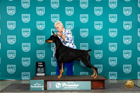 Doberman Pinscher #103 Thurs Top10