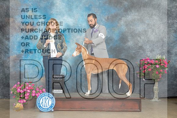 Ibizan Hound #18 Sat G4 Judge Linn Klingel Brown_MJ_7000e_ARK2023_HR3