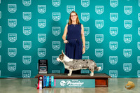 Cardigan Welsh Corgi #575 Sun RBOB