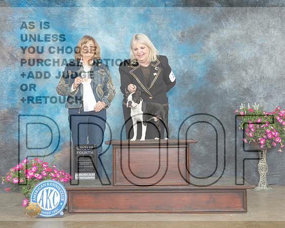 Boston Terrier #21 G4 Judge Linn Klingel Brown _MJ_6912e_ARK2023_HR3