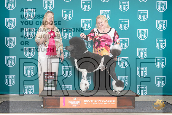 Poodle Std MC #128 Sun1 G2 Judge Pamela Perdue__JP_6556_BatesvilleMS_2024_HR3