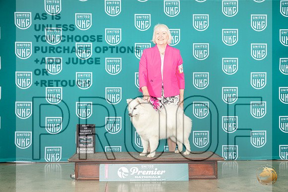 American Eskimo #711 Sat BOVBF Judge Felicity TrammellMJP_5058_Premier2023_HR3