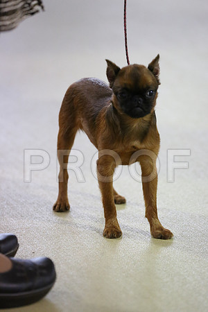 PupBISSn1-2802-HR