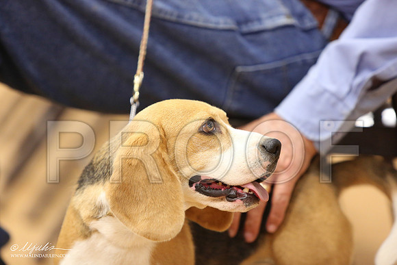 Beag-3063-Tex2013 HR3