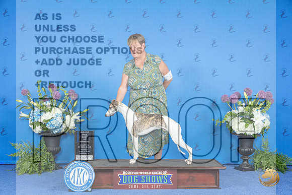Whippet #21 THUR BOW M Judge Debbie Freeman__JP_8324_Houston_2024_HR3