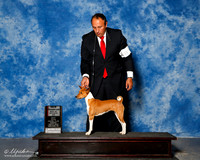 Basenji #8 Sun NC BOS Behles JD A Whalen