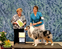 Australian Shepherd #9 Sun G3 Annette Rogers Judge Judy Webb HR ABilene May 2013