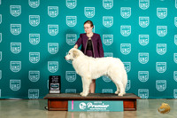 Great Pyrenees #185 Thur Top10BOB Judge Tricia Till