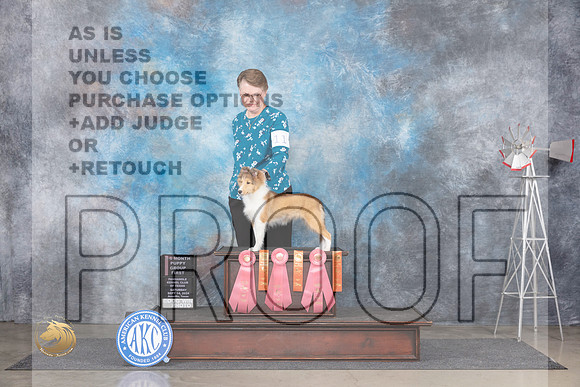 Shetland Sheepdog #11 Sat PG1__JP_5679_Amarillo_2024_HR3