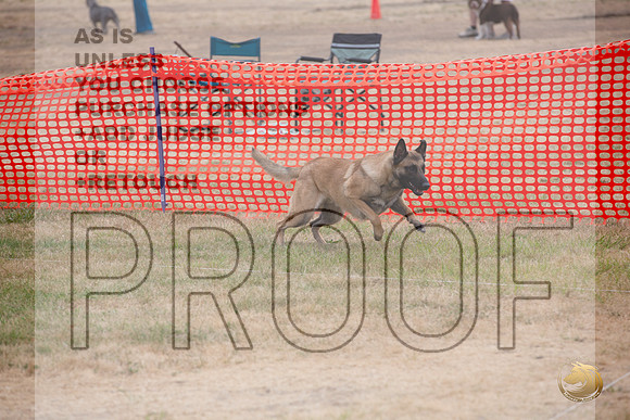 Precision Coursing Longview WA 2024 Belgian Malinois _JJL_3362_Longview WA_2024_HR3