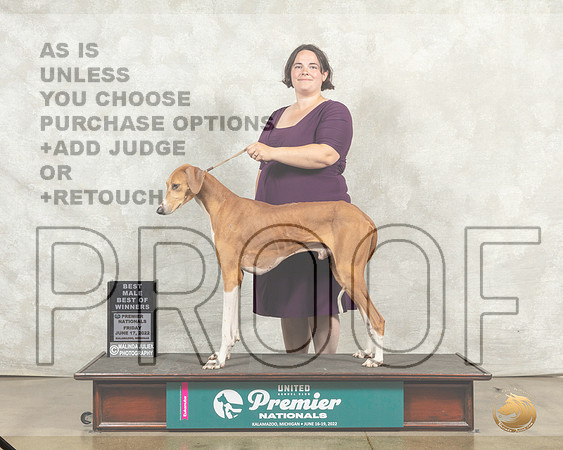 Azawakh #574 Fri BOW Judge Karen Hynek__MJ_7787_Premier_2022_HR3