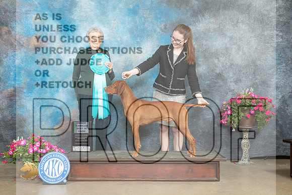 Viszla #11 Sun OHBIS Judge Laurie Telfair_MJ_7578_ARK2023_HR3