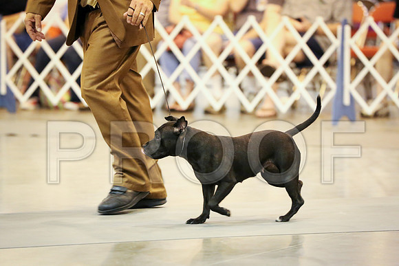 StaffBull-0619-HR300