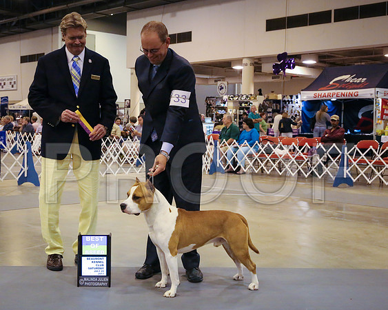 AmStaff-4957-HstnJ13HR