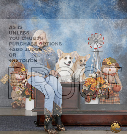 Pembroke Welsh Corgi Casual sitting_WP_0017e_Amarillo 2026