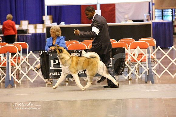 akita-9467-HR