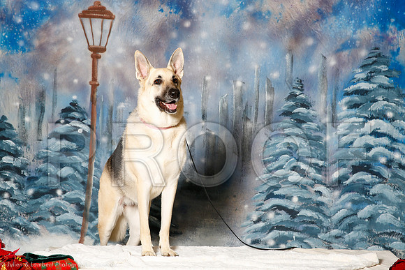 _ST_1317-PetsWestDec2015-HR3