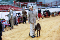 German Shorthaired Pointer Andrew Mansfield Sat Ring