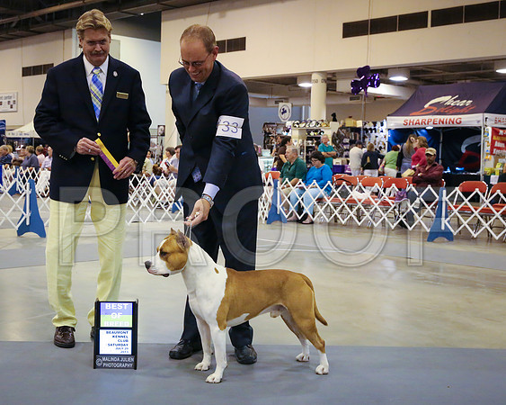 AmStaff-4963-HstnJ13HR