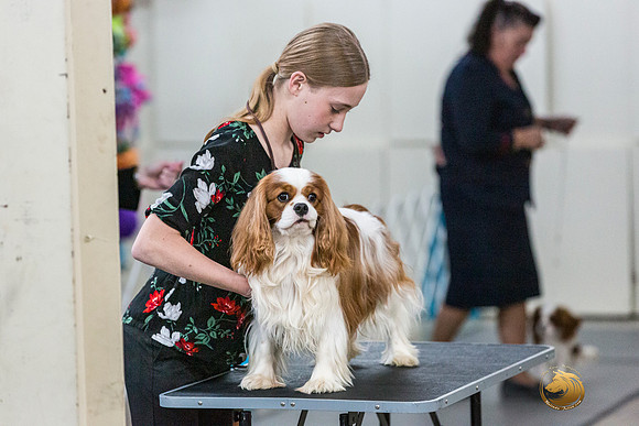 Cavalier King Charles Spaniel Liz SharpJJL_7929_ARK2023_HR3