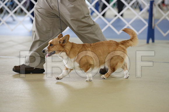 Corgi-2349-HR