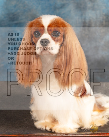Cavalier King Charles Spaniel FRI CUSTOM-_MJ_5136e_HSTN2022-HR3