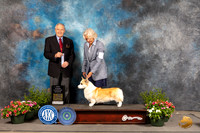 Pembroke Welsh Corgi #8 Sat SBBGCh Judge David Bolus