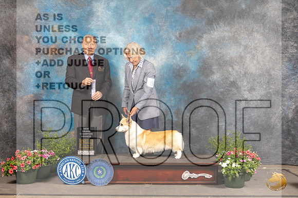 Pembroke Welsh Corgi #8 Sat SBBGCh Judge David Bolus_MJ_0873_SA_2022_HR3