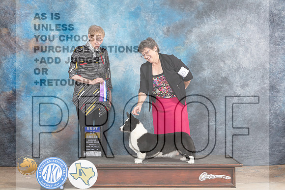 Cardigan Welsh Corgi #15 Fri BOW Judge Edweena (Teddy) Mc DowellMJP_0327_Abilene_2023_HR3