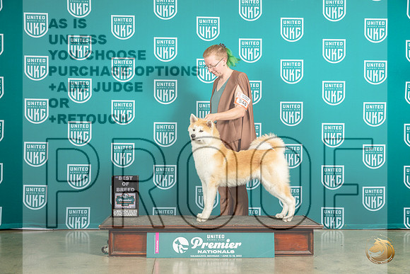 Japanese Akitainu #546 Sat BOB Judge Felicity TrammellMJP_6192_Premier2023_HR3