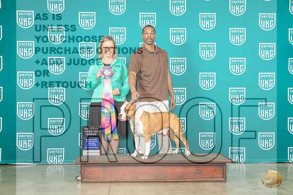 American Pit Bull Terrier #112 Wed Vet Judge Felicity TrammellMJP_3424_Premier2023_HR3